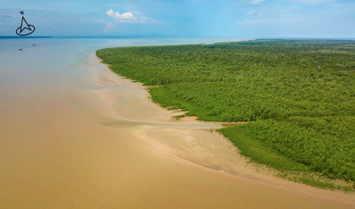 Mangrove Conservation